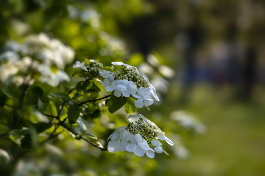 烟花三月下扬州去看琼花