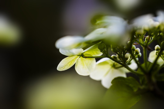 烟花三月下扬州去看琼花