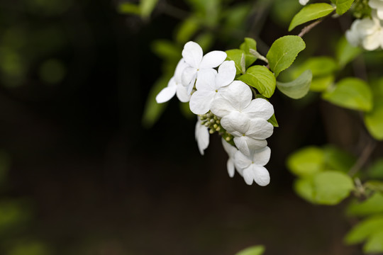 烟花三月下扬州去看琼花