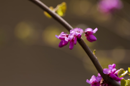 香港市花紫荆花又称洋紫荆