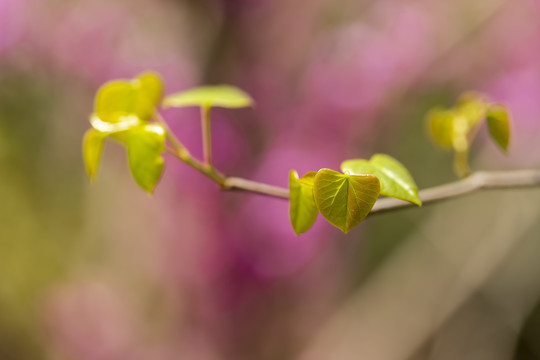 香港市花紫荆花又称洋紫荆