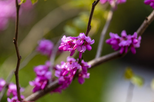 香港市花紫荆花又称洋紫荆