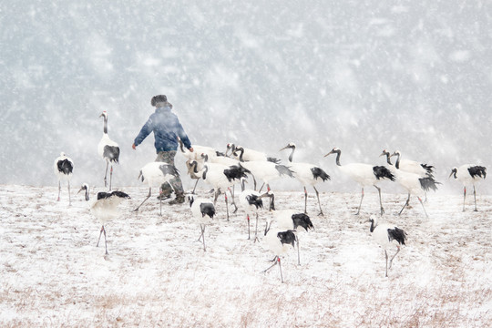 风雪养鹤人