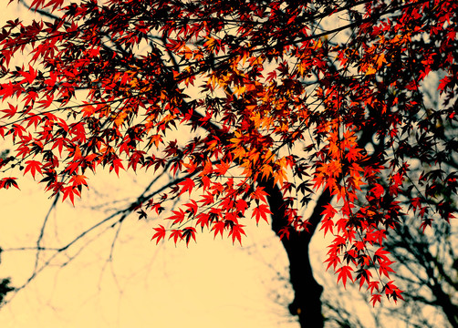 深秋的枫叶
