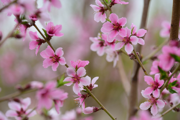 桃花枝