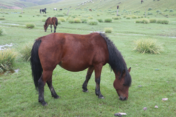 雨中草原的马