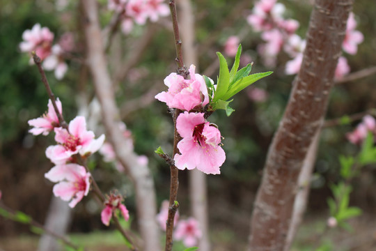 桃花