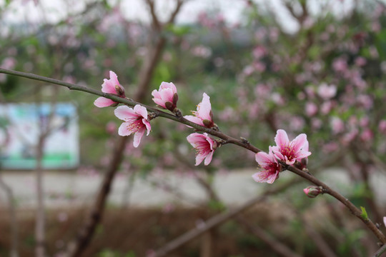 桃花瓣