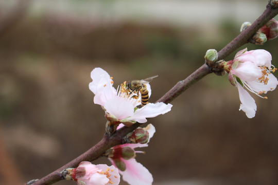 桃花瓣