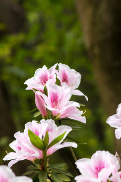 杜鹃花