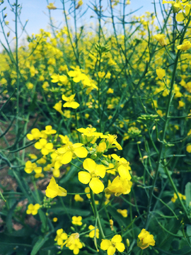 油菜花