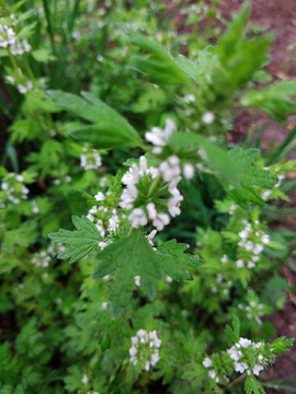 夏至草