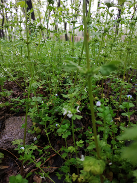 夏至草