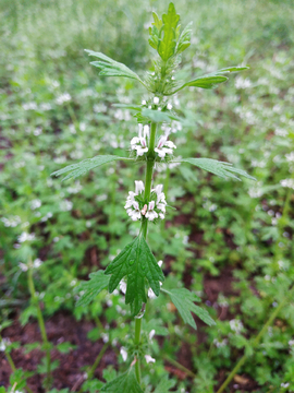 夏至草