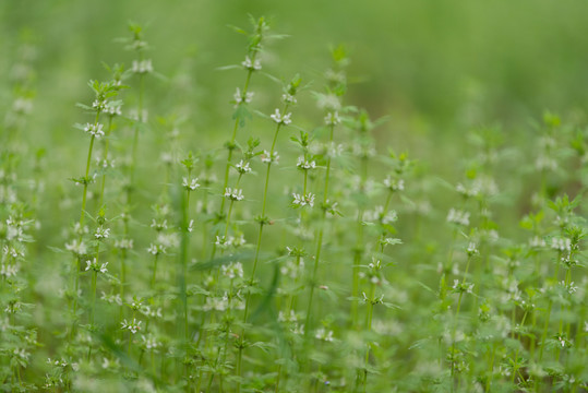 夏至草