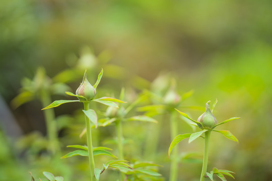 牡丹花蕾