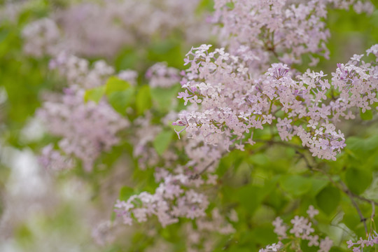 丁香花