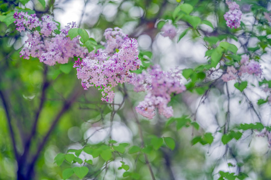 丁香花