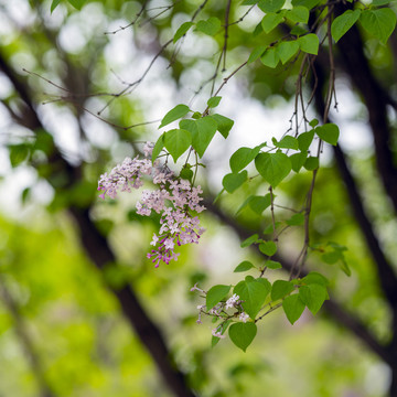 丁香花