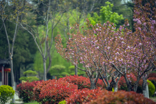 樱花树