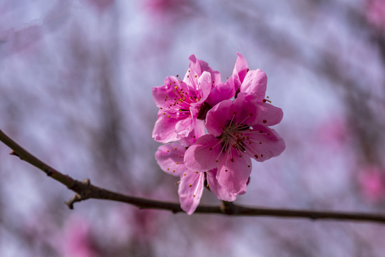 桃花