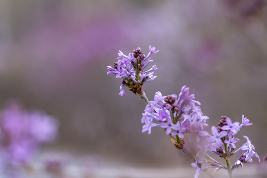 丁香花