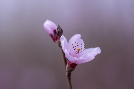 桃花