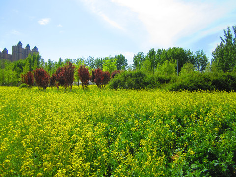 油菜花