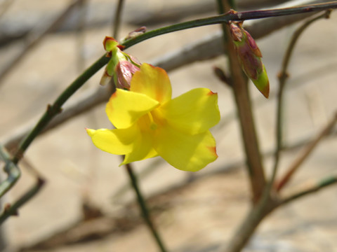 迎春花