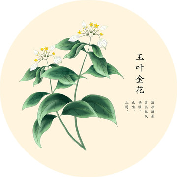 手绘中草药玉叶金花