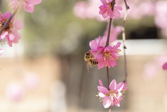 春天樱花蜜蜂