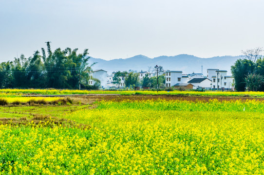 美丽乡村