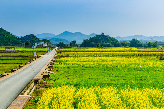 油菜花田园风光