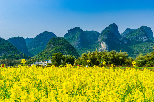 油菜花田园风光