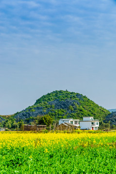 油菜花田园风光