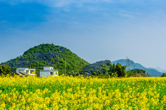 油菜花田园风光