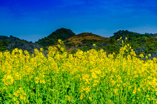 油菜花田园风光