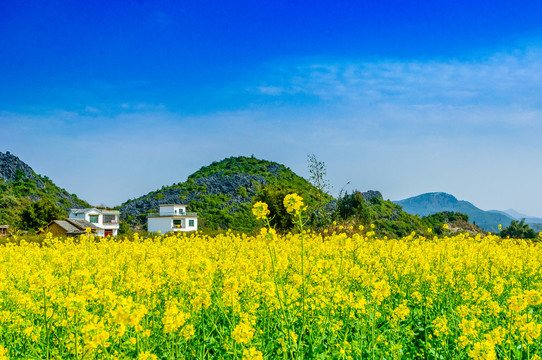 油菜花田园风光