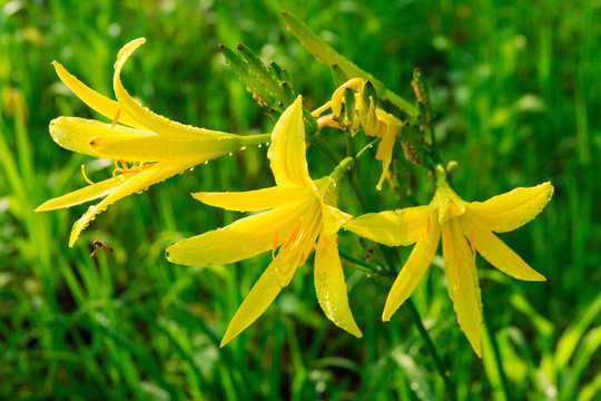 露珠黄花菜和蜜蜂