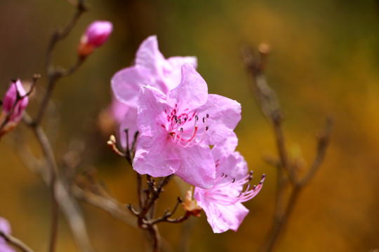 杜鹃花