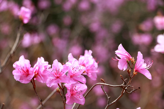 杜鹃花