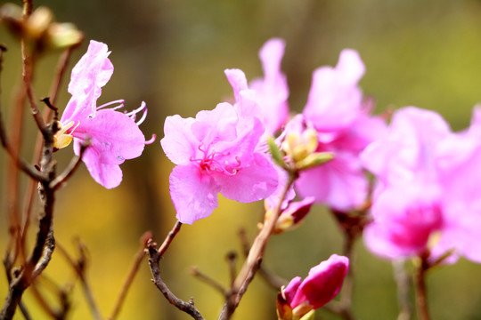 杜鹃花