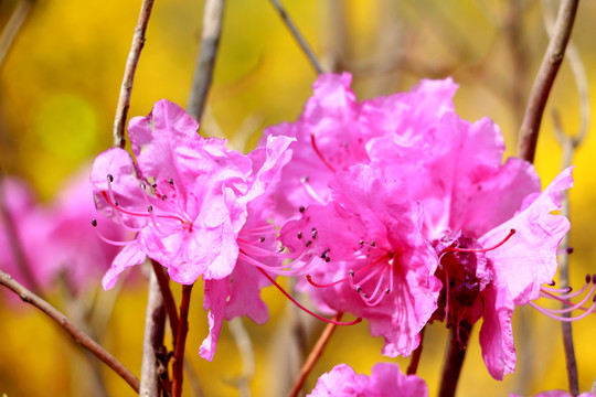 杜鹃花