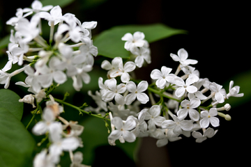 丁香花