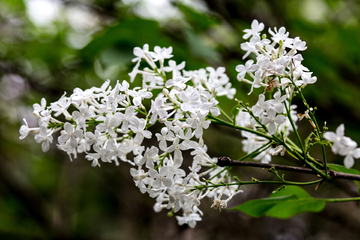 丁香花