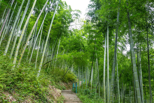 竹叶