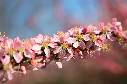 桃花高清