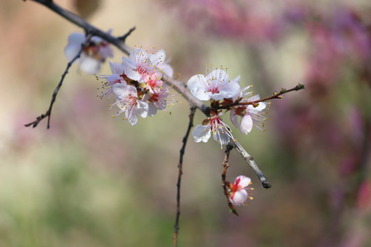 唯美桃花