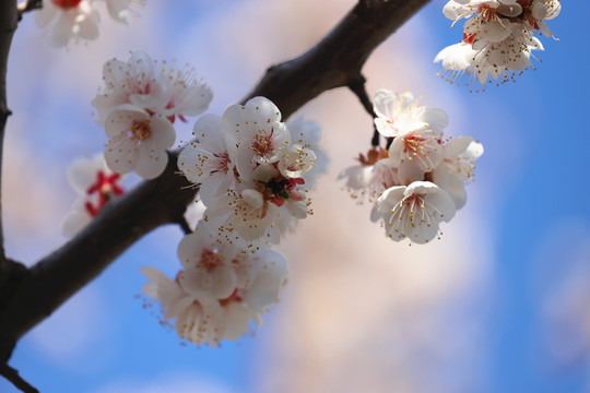 桃花高清大图