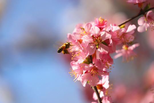 飞舞悬停的蜜蜂